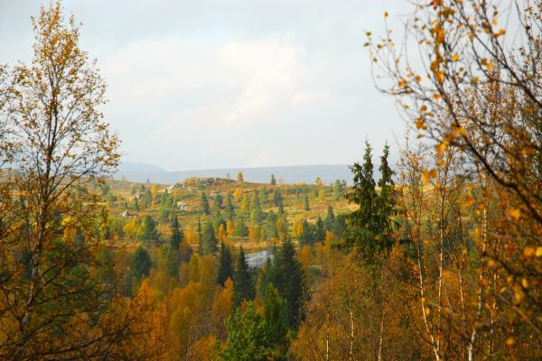 Høst på Tormodset Høstbilder